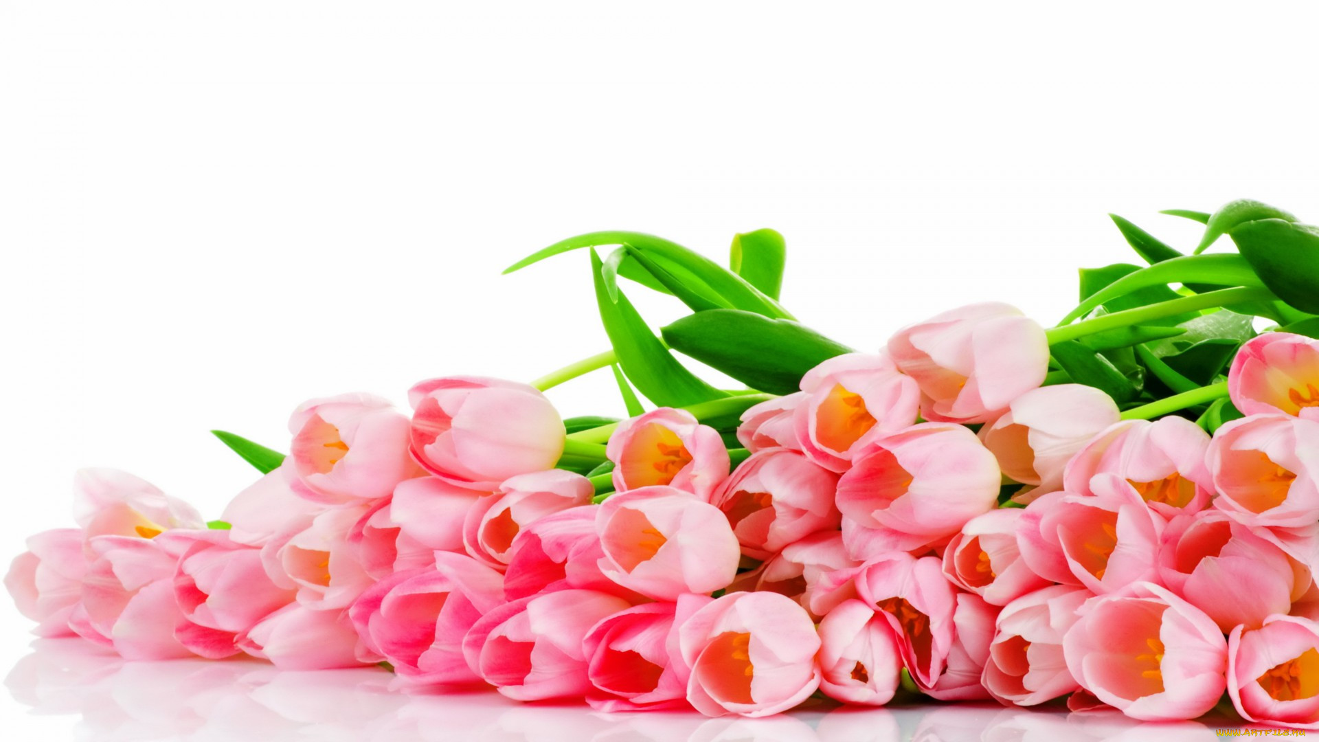 , , , , tulips, pink